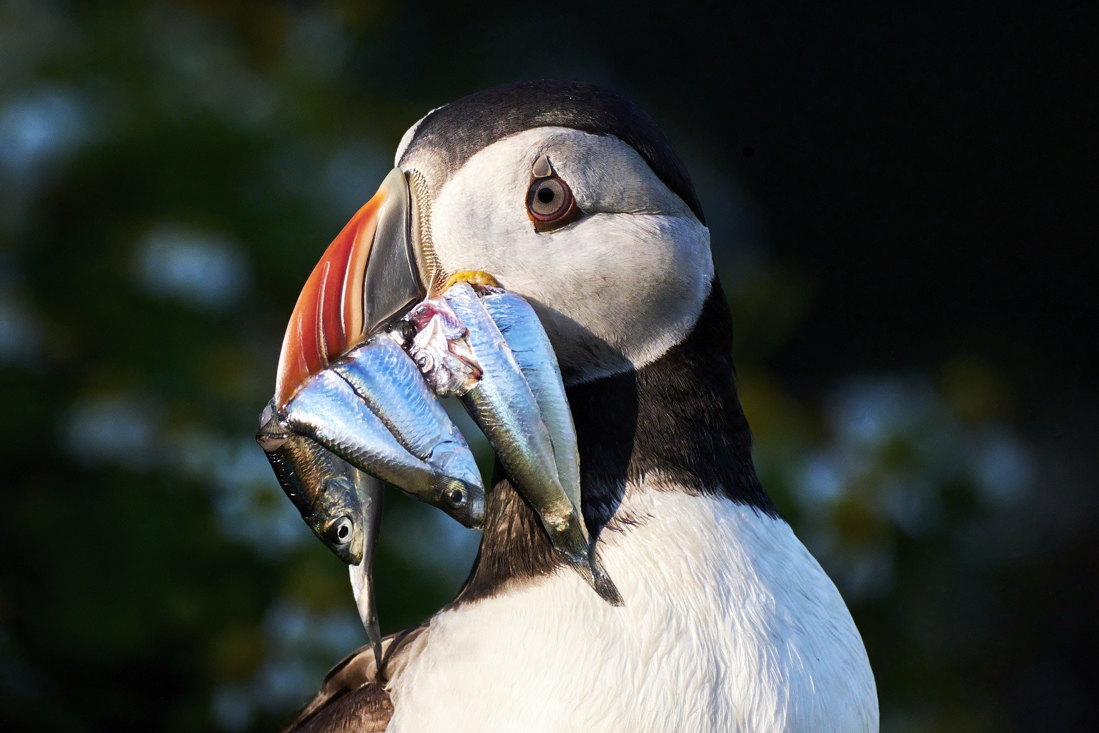 Skomer Island
