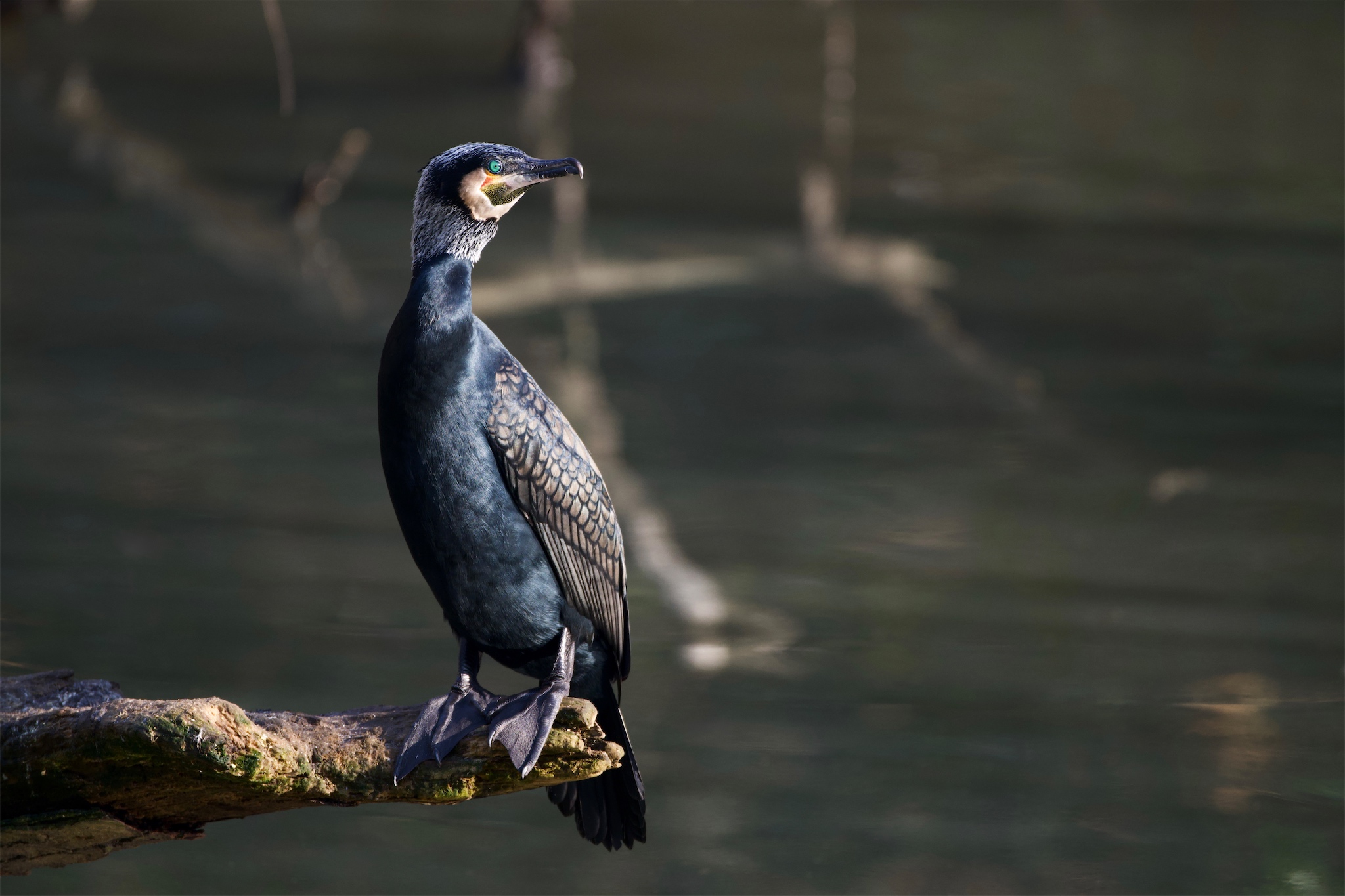 Great Cormorants at Osterley Lock