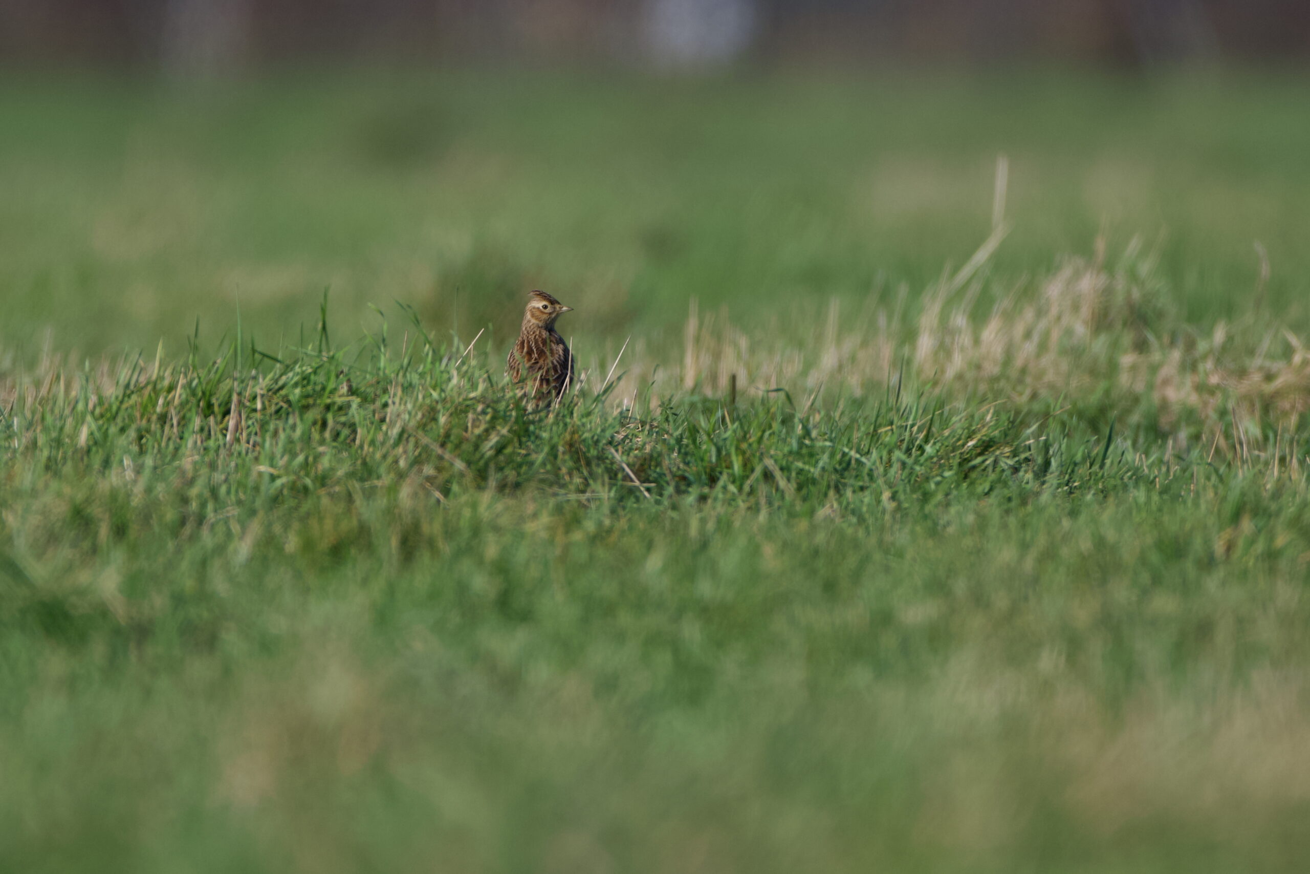 First Skylarks spotted at Warren Farm Nature Reserve